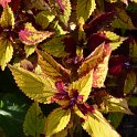 Solenostemon x 'Jaune et Rouge'